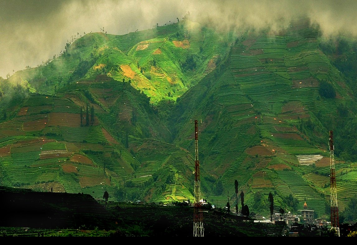 Rice terrace on Dieng Plateau