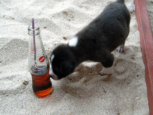 teh_botol