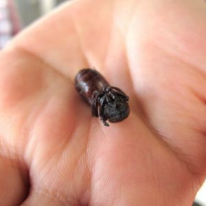 An up close and personal Hormiga Culona