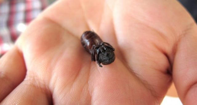 An up close and personal Hormiga Culona