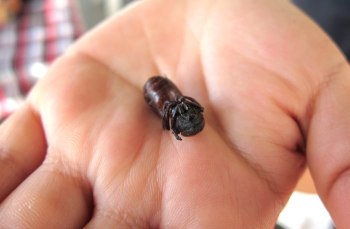 An up close and personal Hormiga Culona