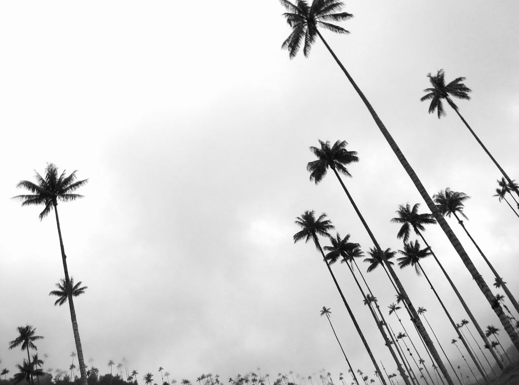 The wax palms of Valle de Cocora