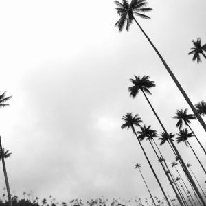 The wax palms of Valle de Cocora