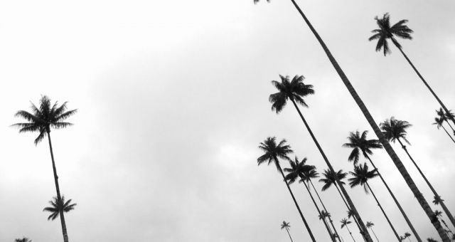 The wax palms of Valle de Cocora
