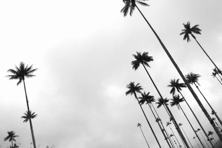 The wax palms of Valle de Cocora