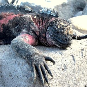 Galapagos Marine Iguana