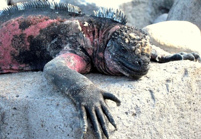Galapagos Marine Iguana