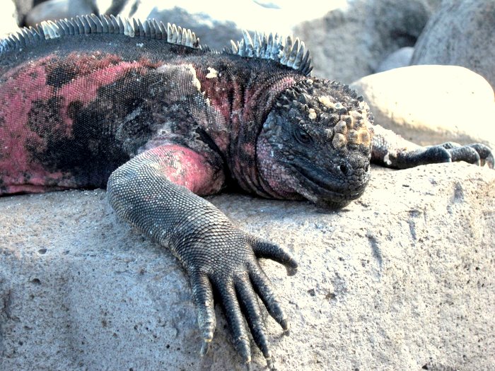 Galapagos Marine Iguana