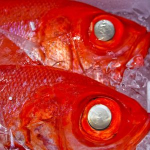 Something fishy in Tacna border crossing