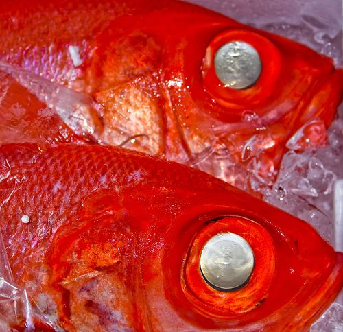 Something fishy in Tacna border crossing