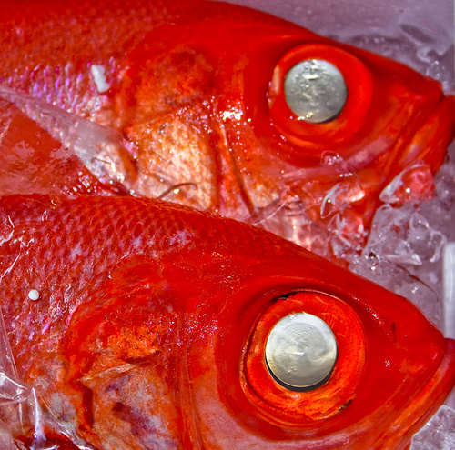 Something fishy in Tacna border crossing