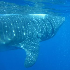 swimming with whale sharks in Isla Mujeres Mexico
