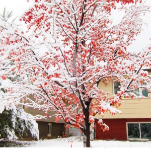 Boulder after a snowstorm
