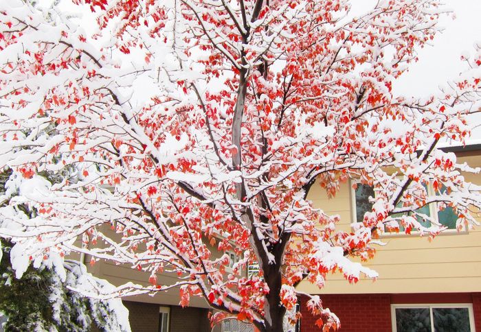 Boulder after a snowstorm