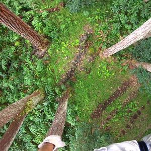 Ziplining view at Kohala zipline