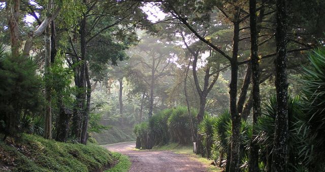selva-negra-entrance