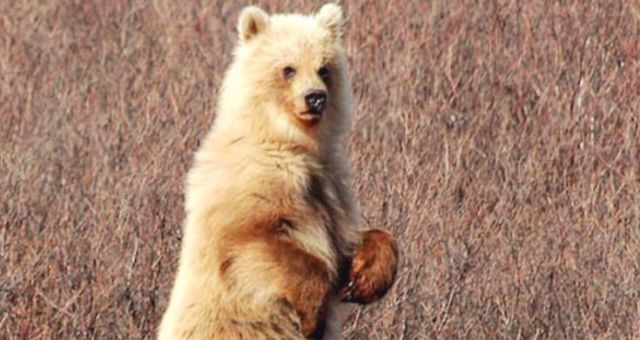 Tips and Advices for Backpacking in Denali National Park