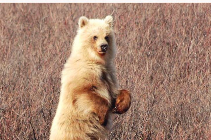 Tips and Advices for Backpacking in Denali National Park