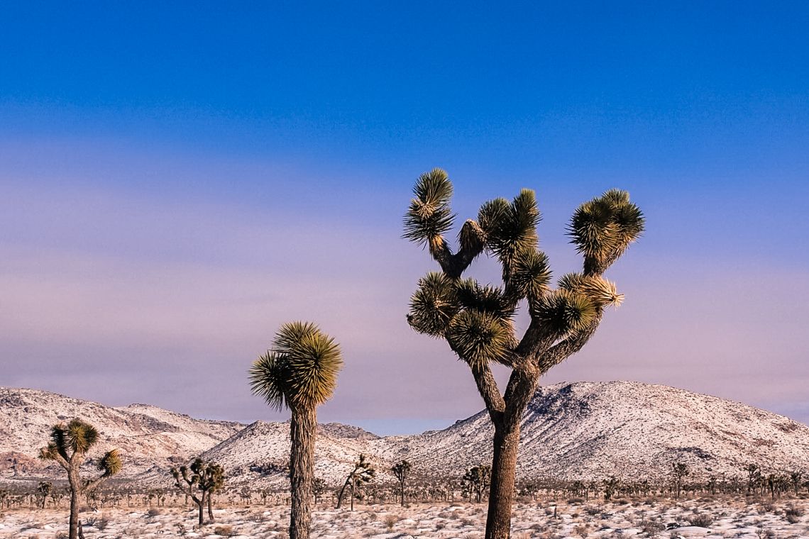 snow in Joshua Tree 2014
