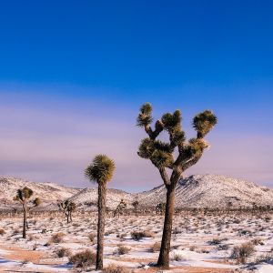 snow in Joshua Tree 2014
