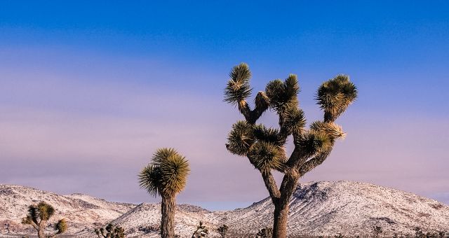 snow in Joshua Tree 2014