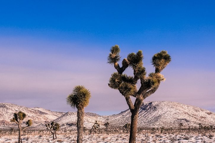 snow in Joshua Tree 2014
