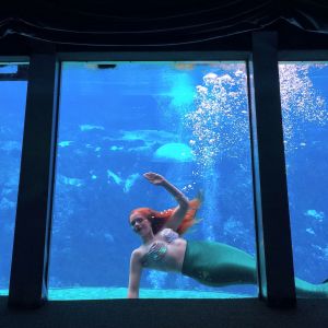 Mermaid passing by