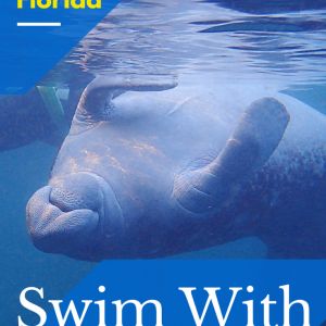 Swimming with manatees is one of the best things to do in Florida