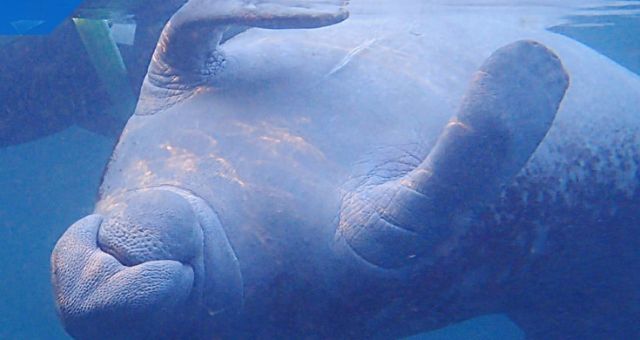 Swimming with manatees is one of the best things to do in Florida