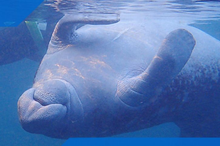 Swimming with manatees is one of the best things to do in Florida