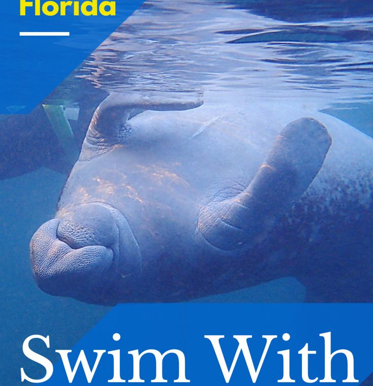 Swimming with manatees is one of the best things to do in Florida